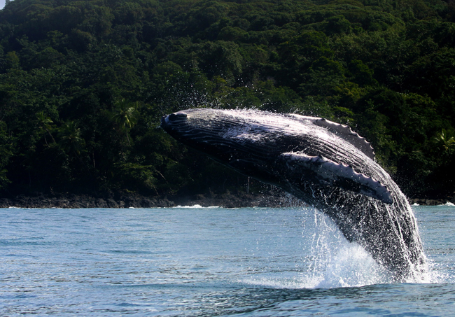 Humback Whale