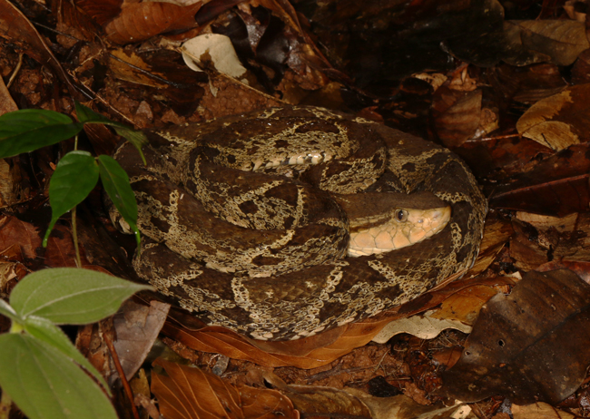 Fer-de-lance - Bothrops asper