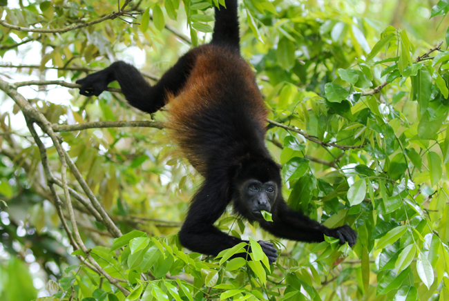 Mantled Howler - Alouatta palliata
