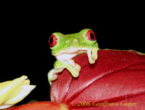 Drake Bay, Costa Rica - The Red-eyed tree frog is one of the most photographed frog in the world.  In the rainy season they are common to see on The Night Tour. 