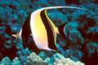 Drake Bay, Costa Rica - Dive the waters of Cano Island during your Drake Bay adventure tour.
