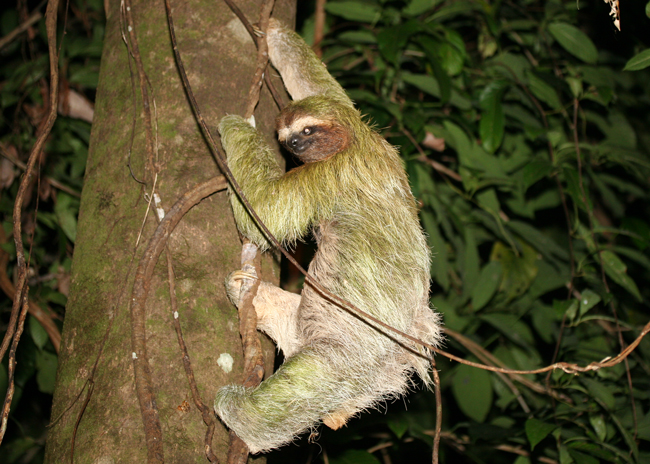 Brown-throated Three-toed Sloth - Bradypus variegatus