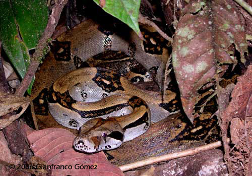 Drake Bay, Costa Rica - Boa Constrictor
