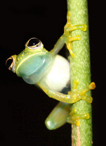 Cascade Glass Frog - Sachatamia albomacuata
