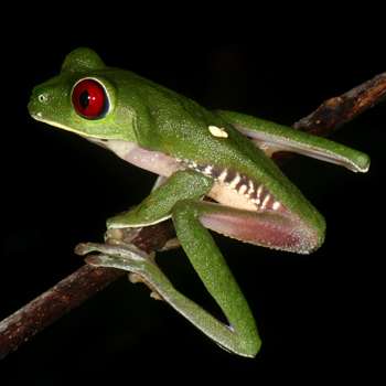Gaudy Leaf Frog - Agalycnis callidryas