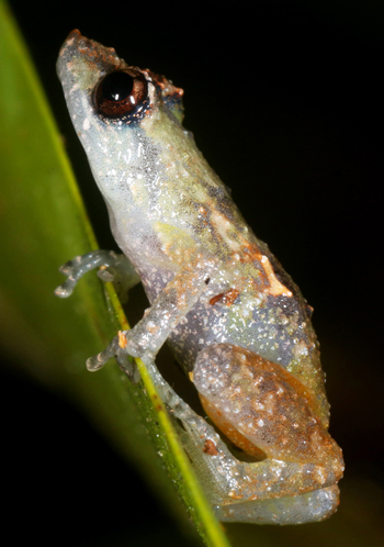 Common Tink Frog - Diasporus diastema