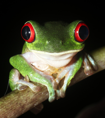 Gaudy Leaf Frog - Agalychnis callidryas