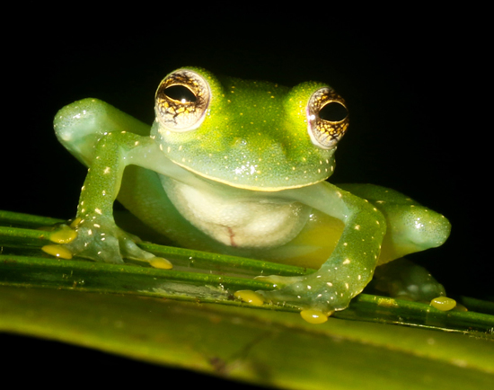 Dusty Glass Frog - Teratohyla pulverata