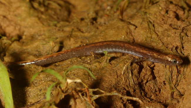Allen's Worm Salamander - Oedipina alleni
