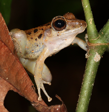 Common Rain Frog - Craugastor fitzingeri