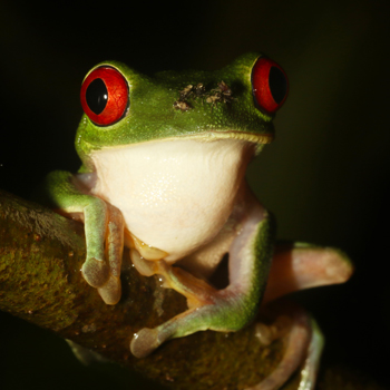 Gaudy Leaf Frog - Agalychnis callidryas