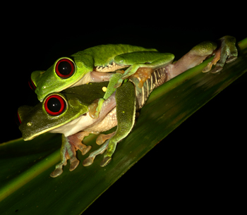 Gaudy Leaf Frogs - Agalychnis callidryas