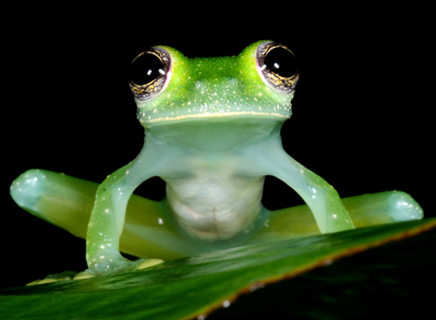Dusty Glass Frog - Teratohyla pulverata