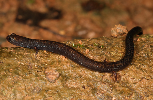 Pacific Worm Salamander - Oedipina pacificensis