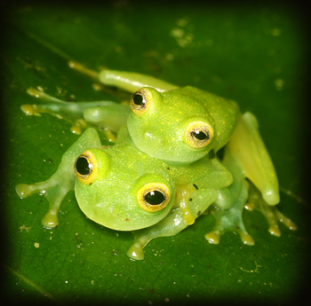 Cricket Glass Frog - Hyalinobatrachium colymbiphyllum