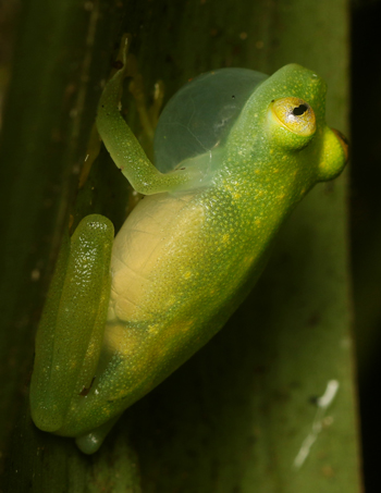 Cricket Glass Frog - Hyalinobatrachium colymbiphyllum