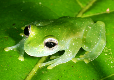 Dusty Glass Frogs - Teratohyla pulverata