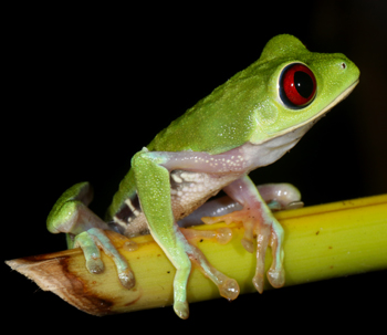Gaudy Leaf Frog - Agalychnis callidryas