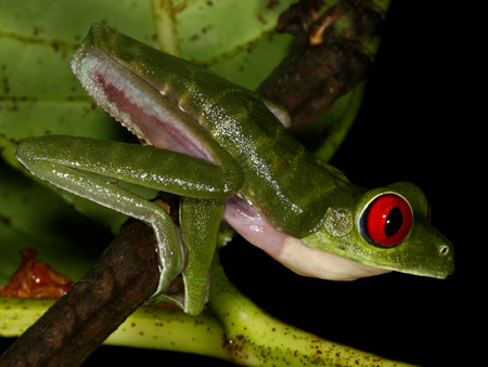 Gaudy Leaf Frog - Agalychnis callidryas