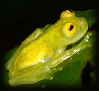 Cricket Glass Frog - Hyalinobatrachium colymbiphyllum