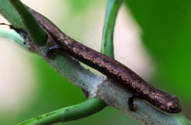 Camron Climbing Salamander - Bolitoglossa lignicolor
