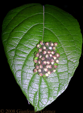 Gaudy Leaf Frog Eggs - Agalychnis callidryas