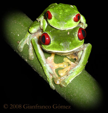 Gaudy Leaf Frogs Mating - Agalychnis callidryas