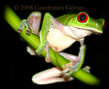 Gaudy Leaf Frog - Agalychnis callidryas