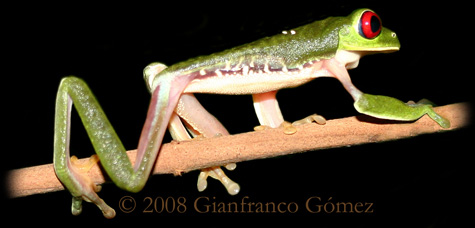 Gaudy Leaf Frog - Agalychnis callidryas