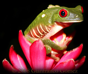 Gaudy Leaf Frog - Agalychnis callidryas