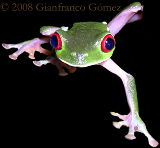Gaudy Leaf Frog - Agalychnis callidryas