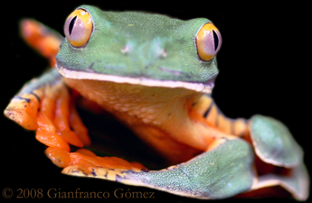 Splendid Leaf Frog - Agalychnis calcarifer