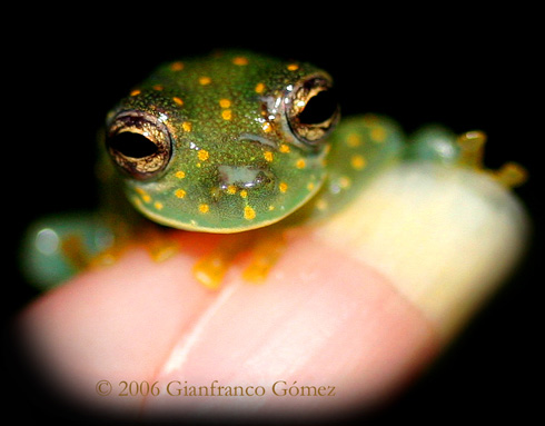 Cascade Glass Frog - Cochranella albomaculata