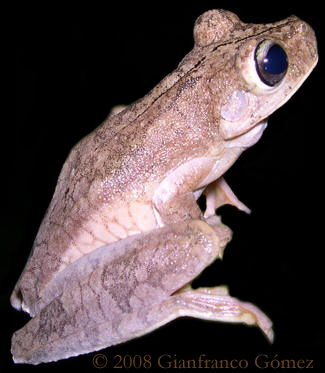 Gladiator Tree Frog - Hypsiboas rosenbergi