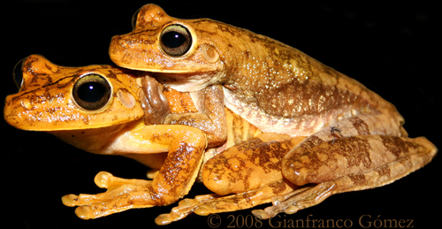 Gladiator Tree Frogs Mating - Hypsiboas rosenbergi