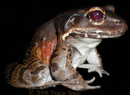 Smoky Jungle Frog - Leptodactylus savagei