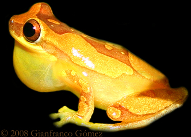 Hourglass Tree Frog - Dendrosophus ebraccatus