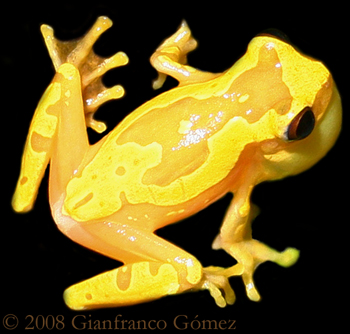 Hourglass Tree Frog - Dendrosophus ebraccatus