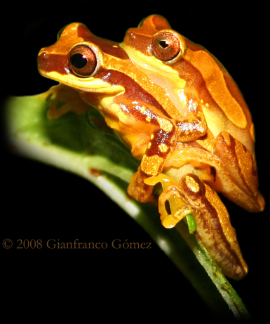 Hourglass Tree Frogs Mating - Dendrosophus ebraccatus