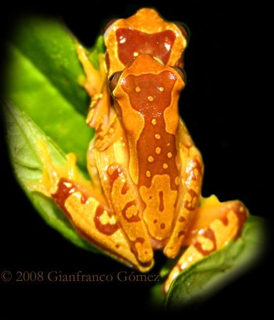 Hourglass Tree Frogs Mating - Dendrosophus ebraccatus