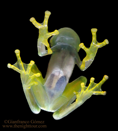 Cascade Glass Frog - Sachatamia albomaculata