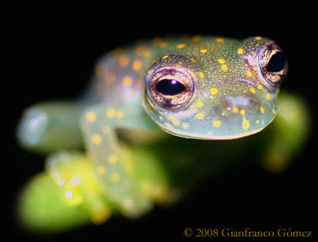 Cascade Glass Frog - Cochranella albomaculata
