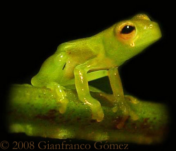 Granular Glass Frog - Cochranella granulosa