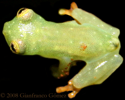 Cricket Glass Frog - Hyalinobatrachium colymbiphyllum