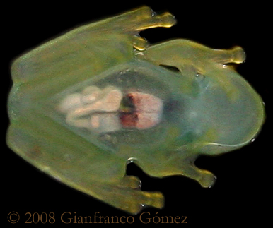Cricket Glass Frog - Hyalinobatrachium colymbiphyllum