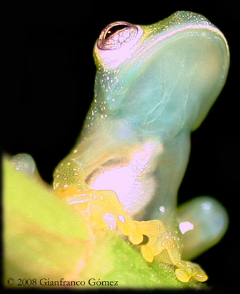 glass frogs. Dusty Glass Frog
