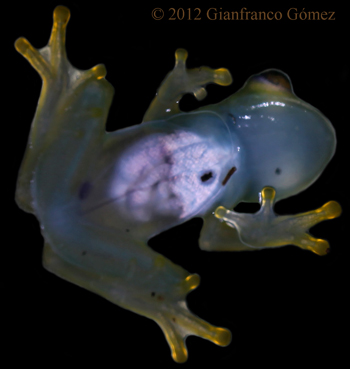 Granular Glass Frog - Cochranella granulosa