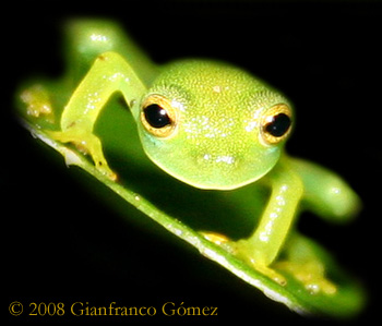 Granular Glass Frog - Cochranella granulosa