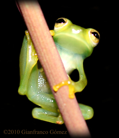 Emerald Glass Frog - Centrolenella prosoblepon