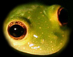 Dusty Glass Frog - Hylinobatrachium pulveratum